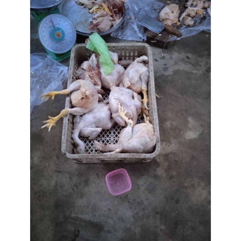 

Ayam potong