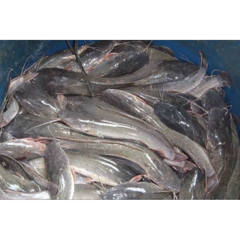 

ikan lele 1kg hidup segar