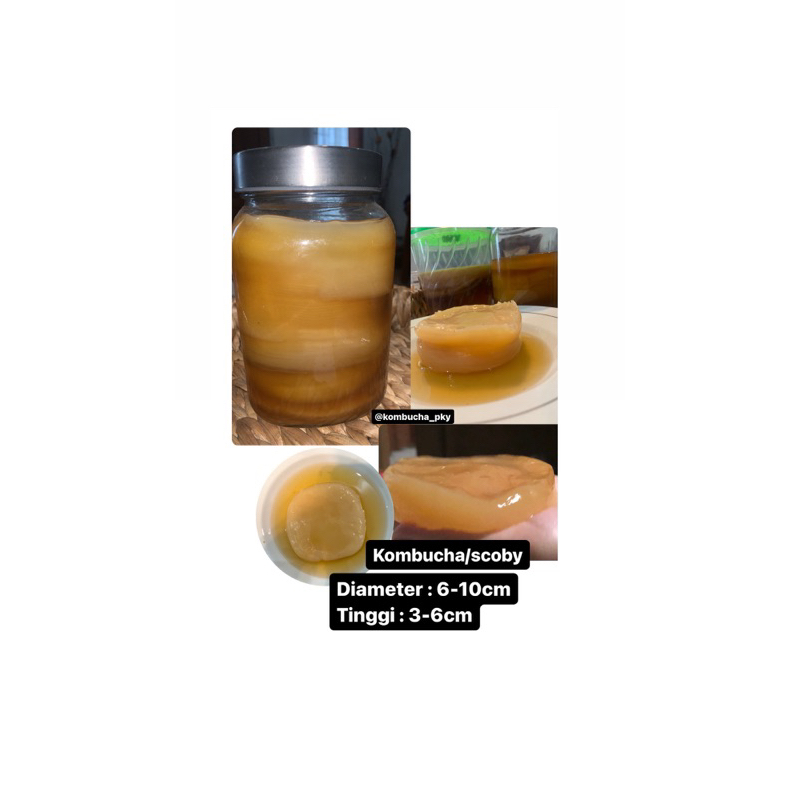 

scoby/jamur kombucha murah