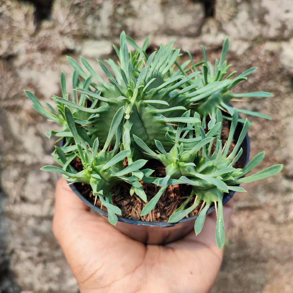 Euphorbia Pulvinata | DP 10 Cm | Kaktus