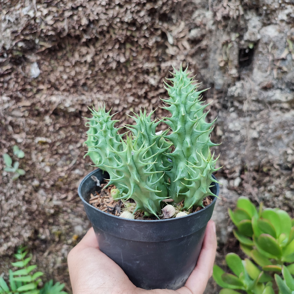 Huernia 1 | DP 10 Cm | Kaktus