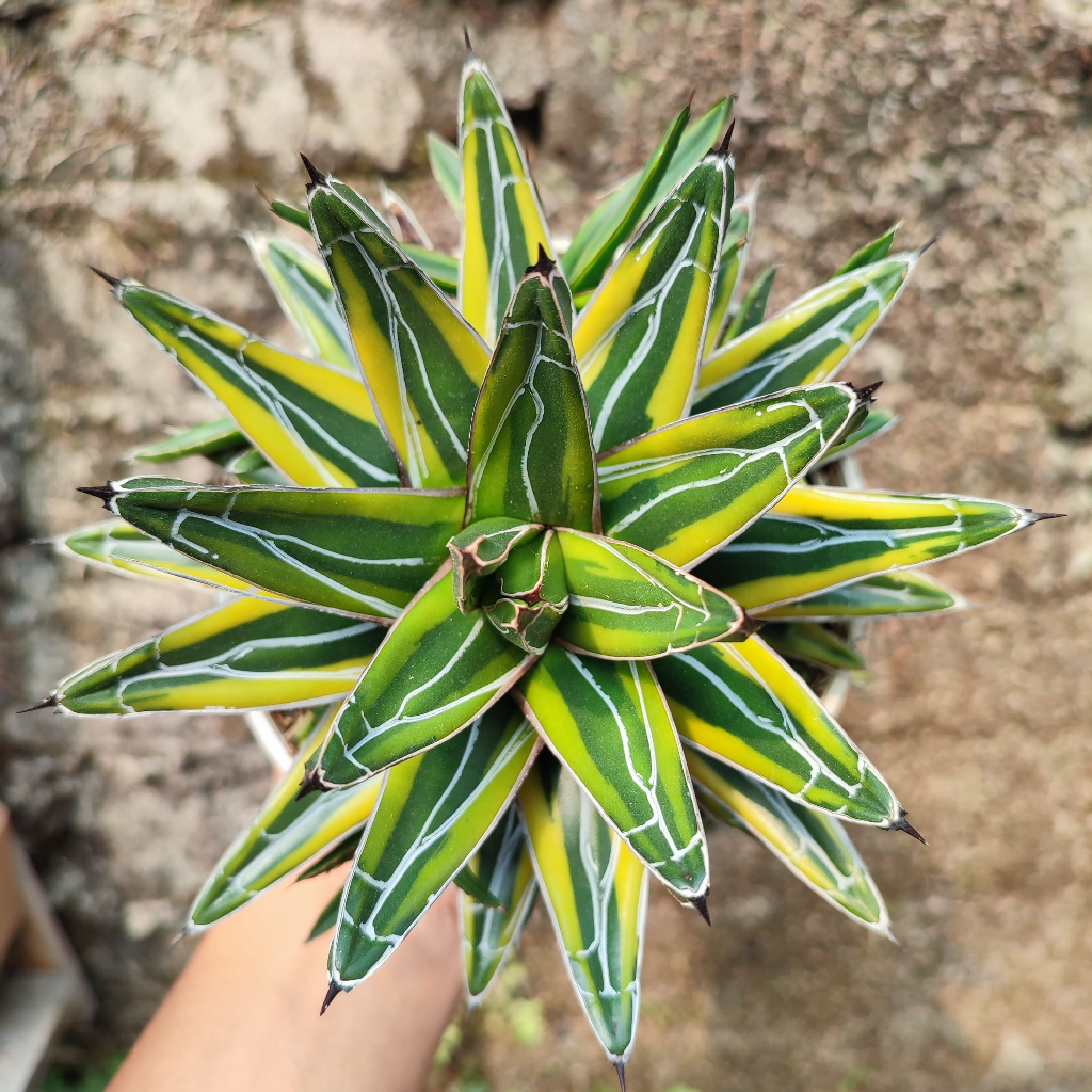 Agave Victoria Variegated Yellow | DP 15 Cm | Agave