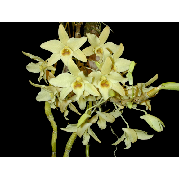 ANGGREK SPESIES DENDROBIUM HETEROCARPUM