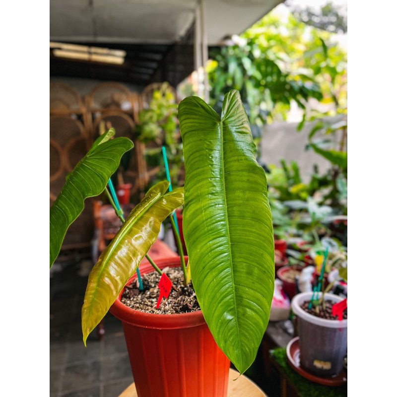 philodendron sharoniae