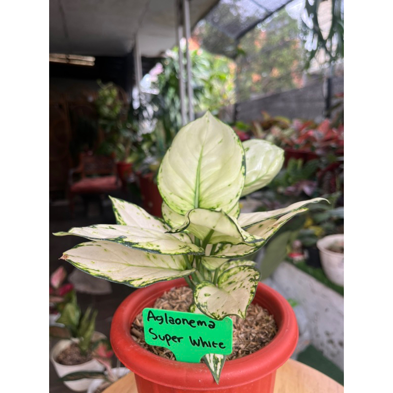 Aglaonema Super White
