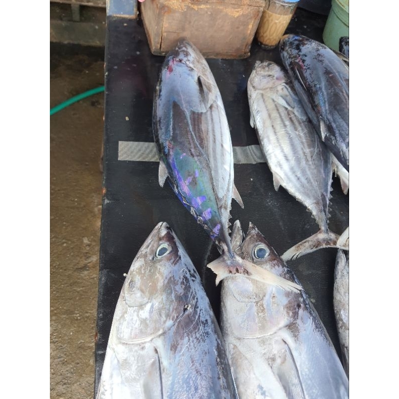 

paket ikan tuna seger pake banget 500ekor