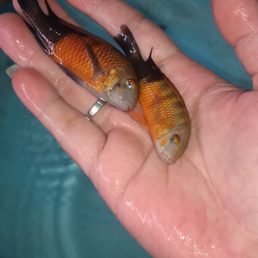 Tropheus Bemba Cichlid size 7 - 8 cm