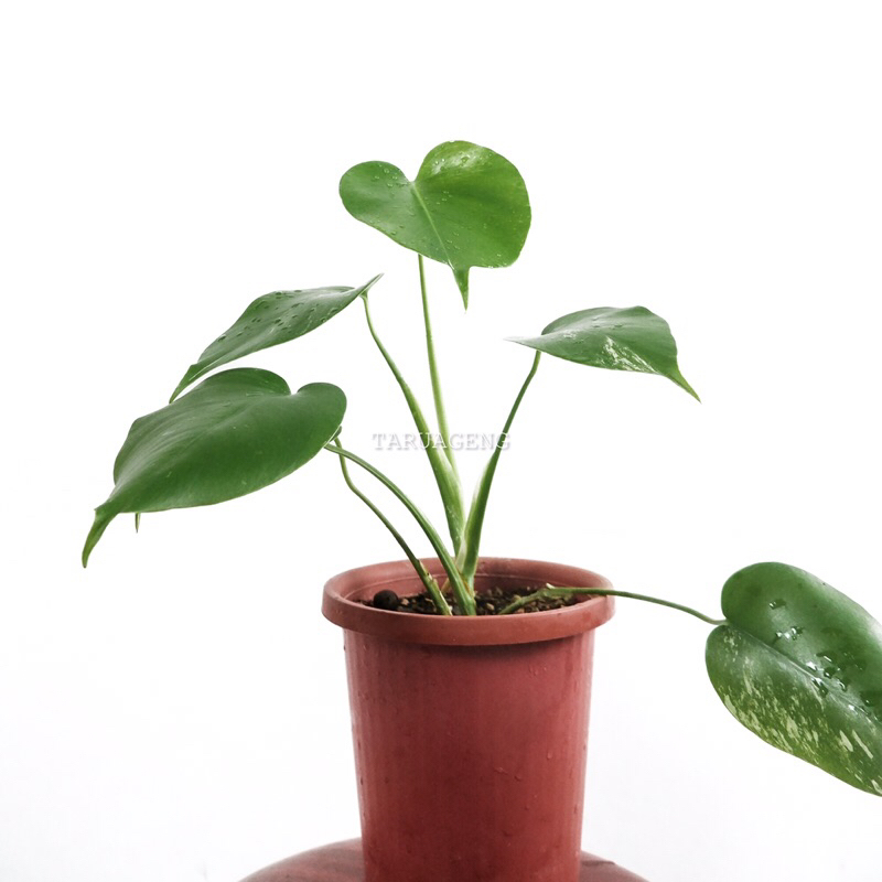 Real Pic 302• Monstera Varigata White tiger 7 Daun Remaja