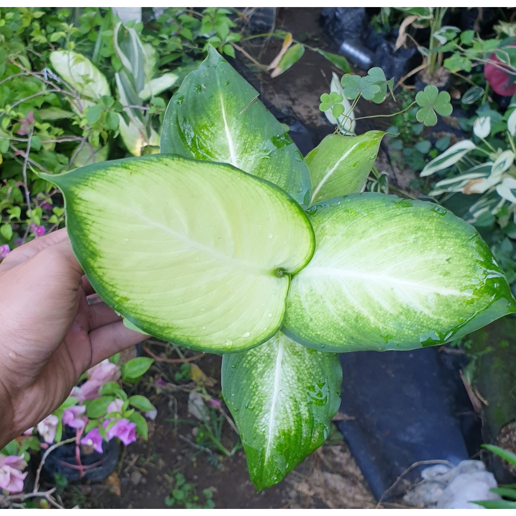 Diven Tisu Bangkok / Dieffenbachia tisue bangkok / diffen bangkok