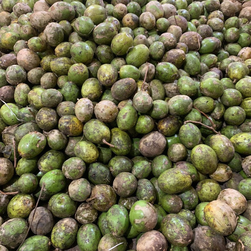 

Grosir kedondong medan