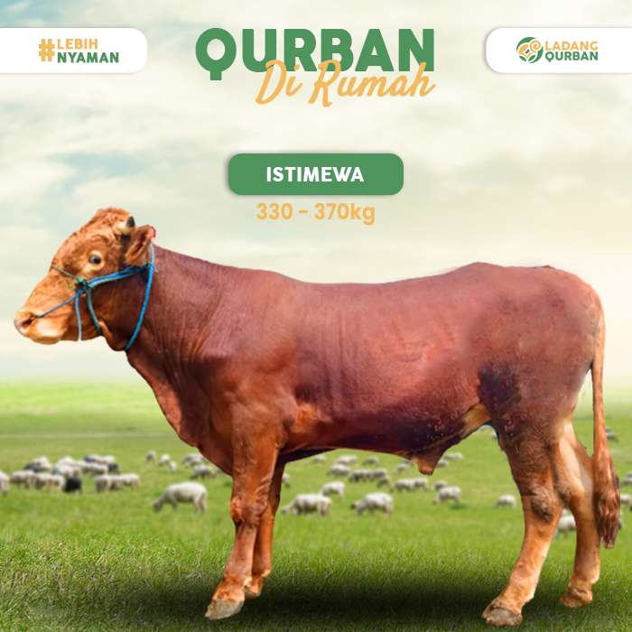 Hewan Qurban Sapi Kurban Hidup Super 330KG - 370 Gratis Ongkir JABODETABEK