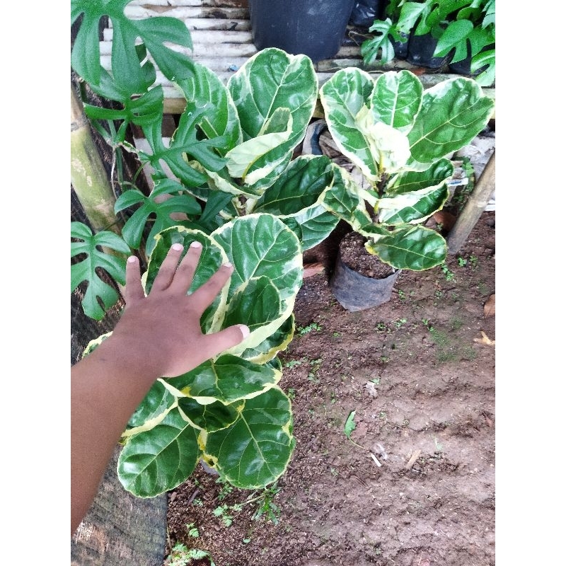 pohon ketapang biola varigata