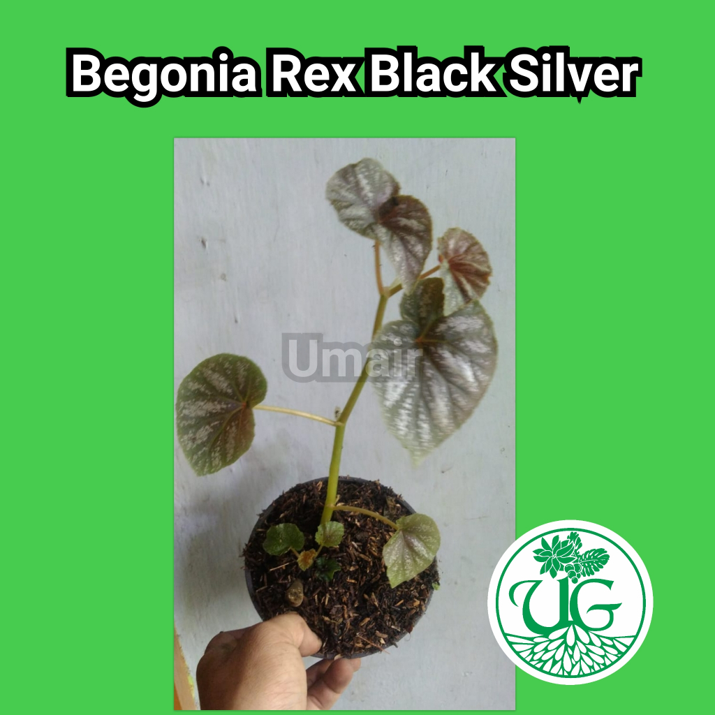 Begonia Rex 'Black Silver'