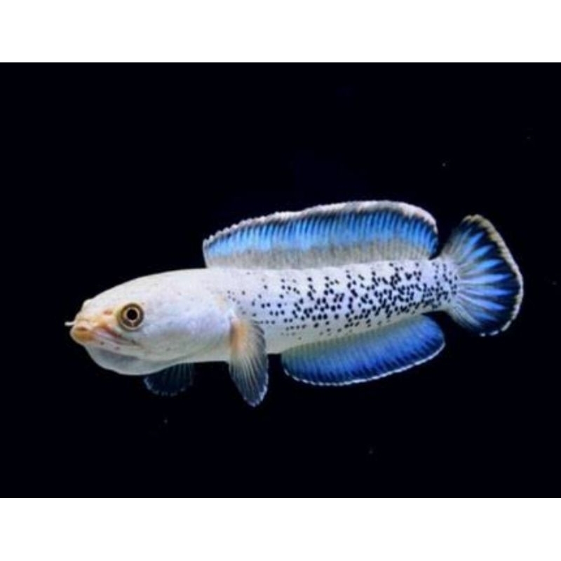 stewarti