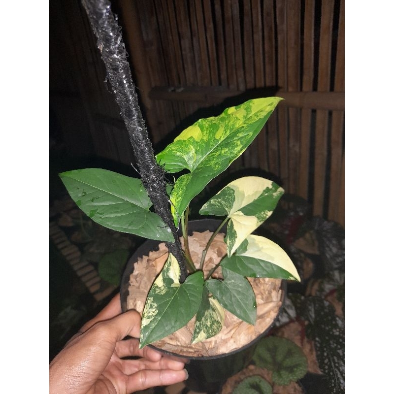 syngonium aurea yellow