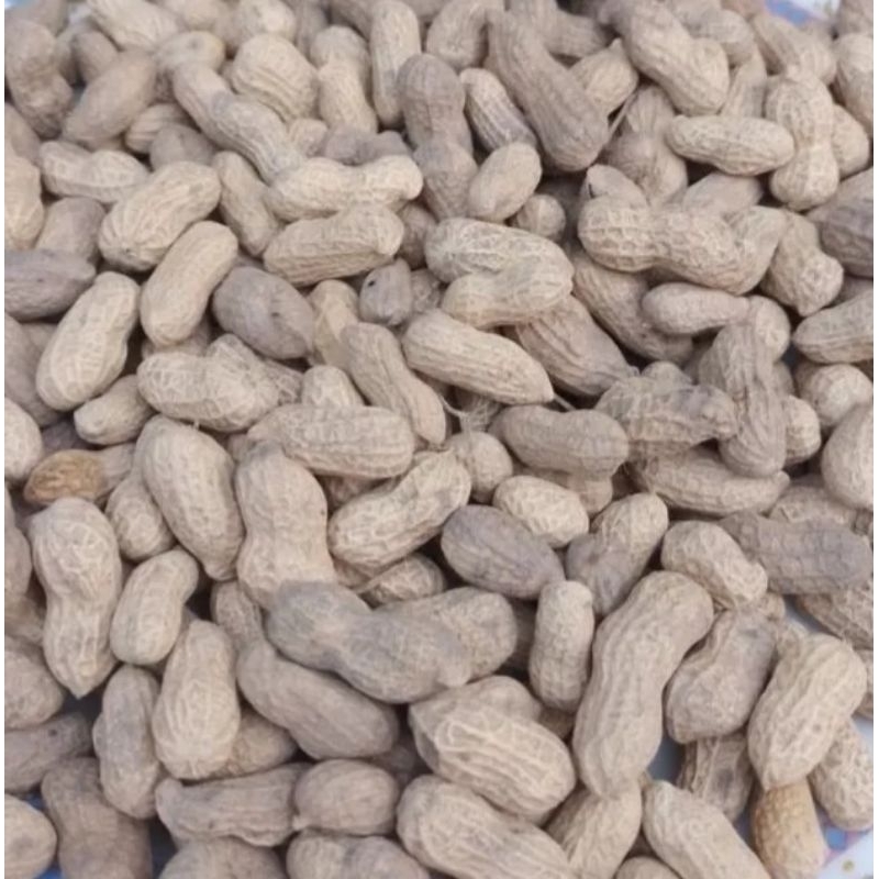 

Kacang kulit Tawar sangrai 100gr