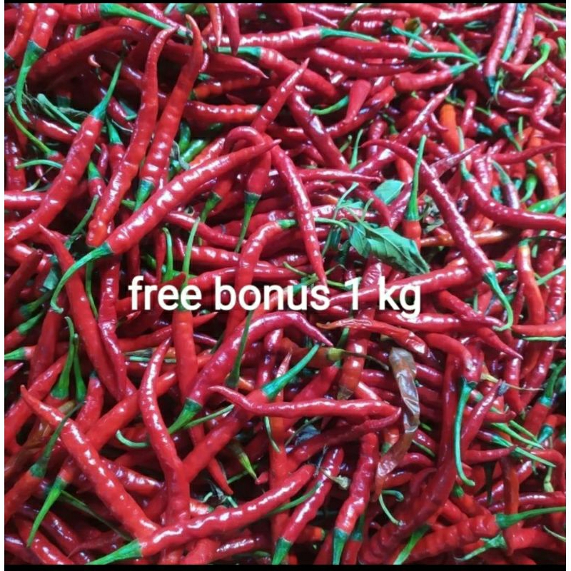 

cabe keriting merah 250gr + gratis bonus