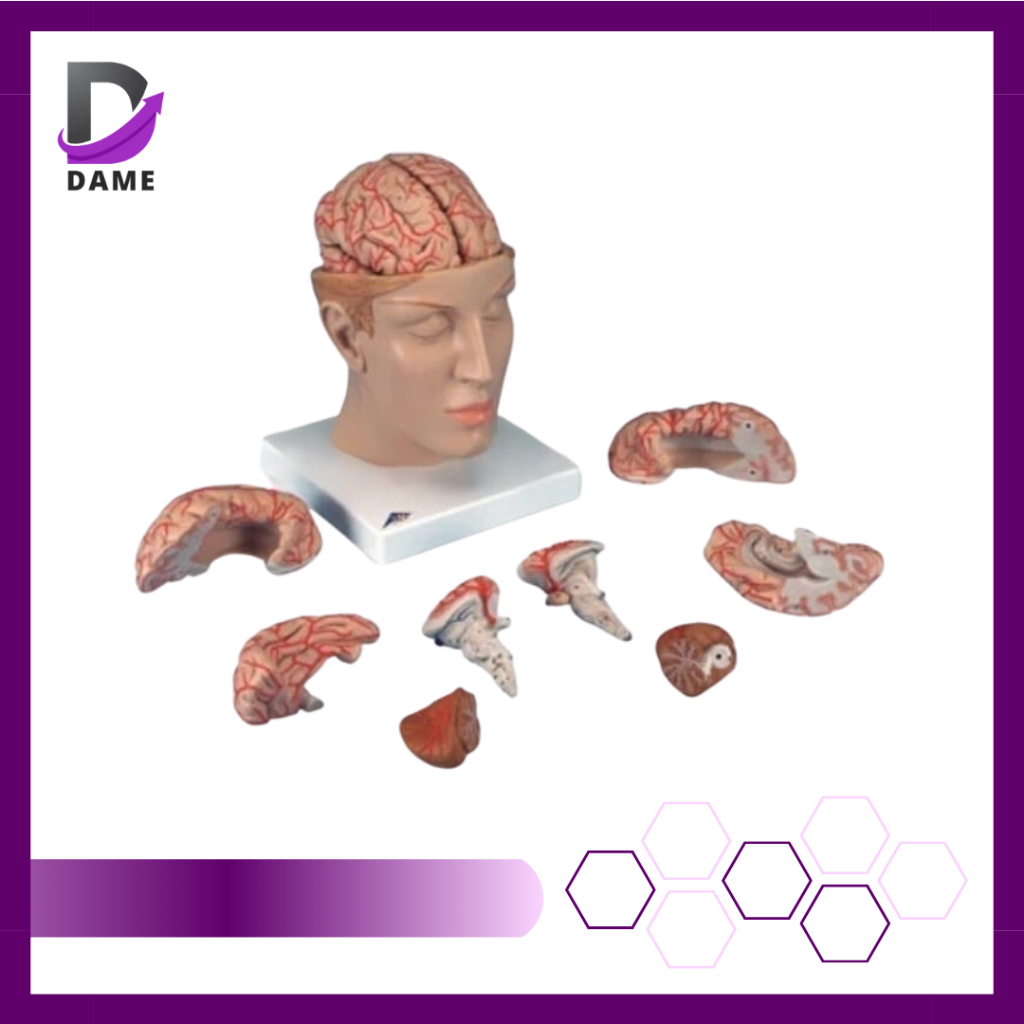 Alat Peraga Model Otak Manusia Anatomi Model Terdiri 8 Bagian