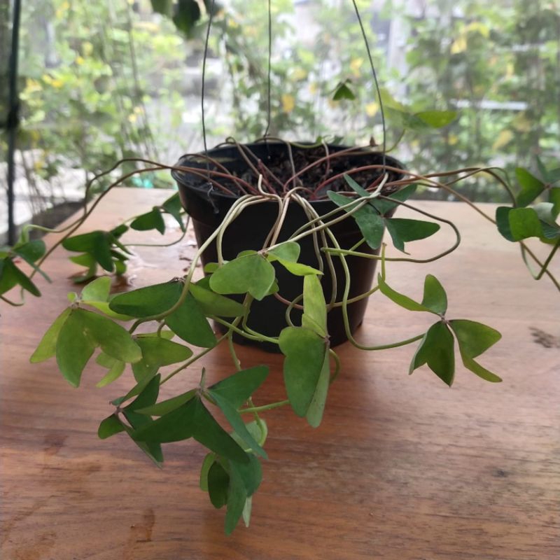 Bunga Kupu-kupu / Oxalis