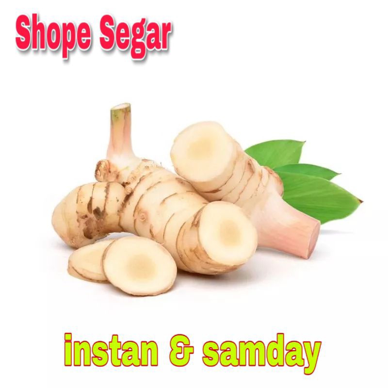 

Lengkuas Segar Laos Fresh Baru Panen kirim instan dan sameday