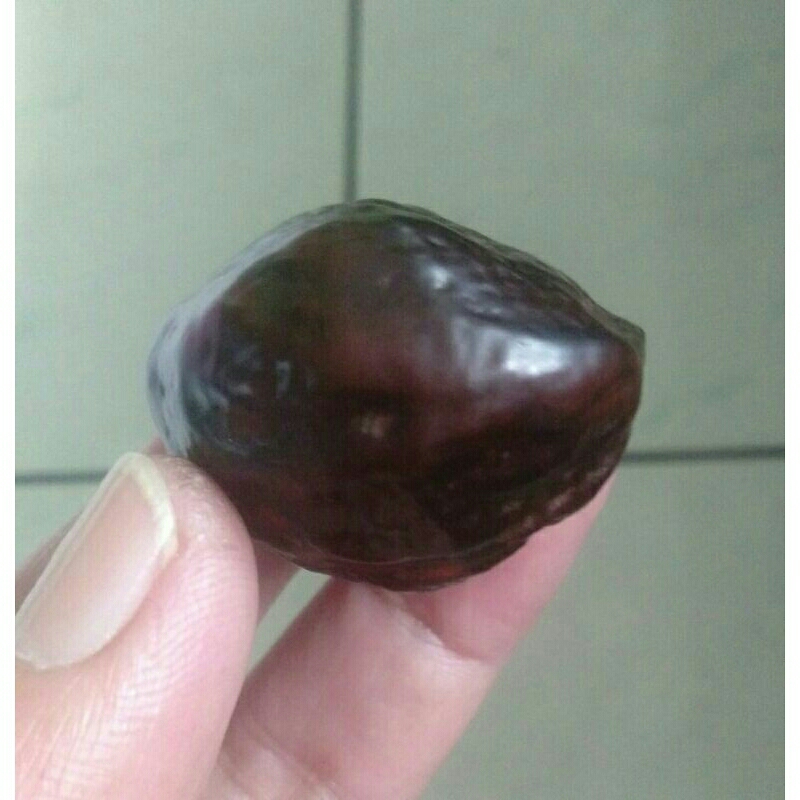Kemiri Adu Muncang Adu Jabra Rajabatok Ori Garung