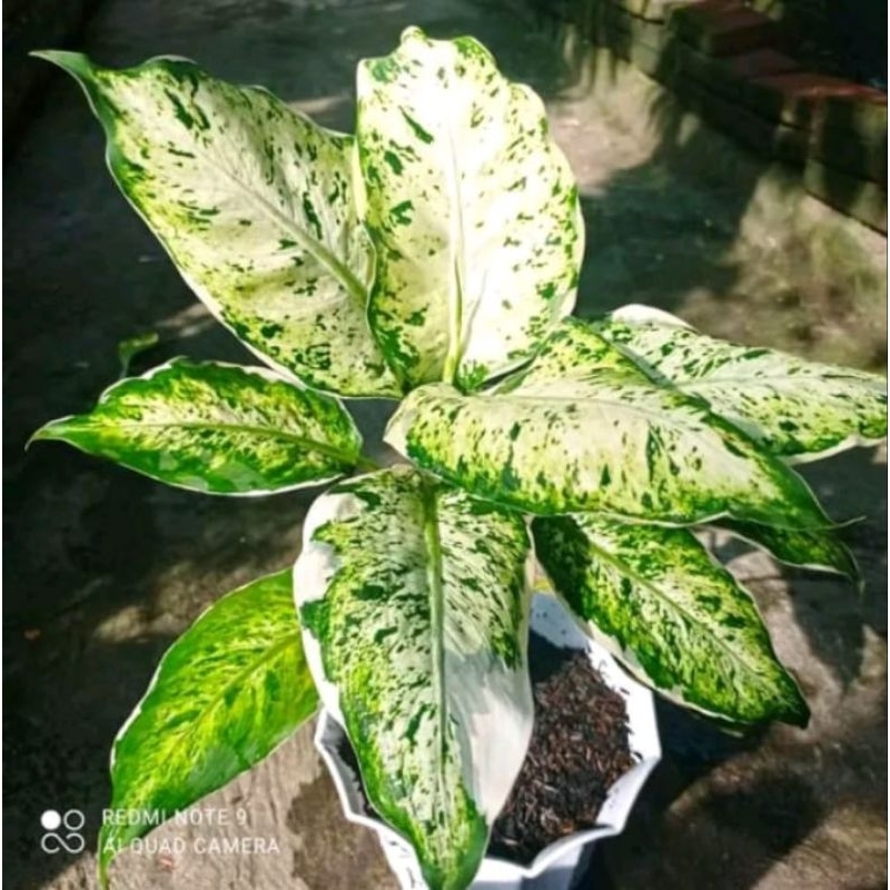 tanaman Hias aglonema diven lukisan cinta