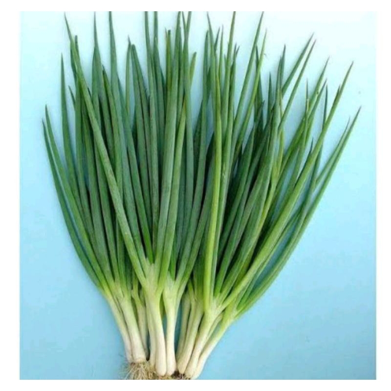 

bawang daun fresh