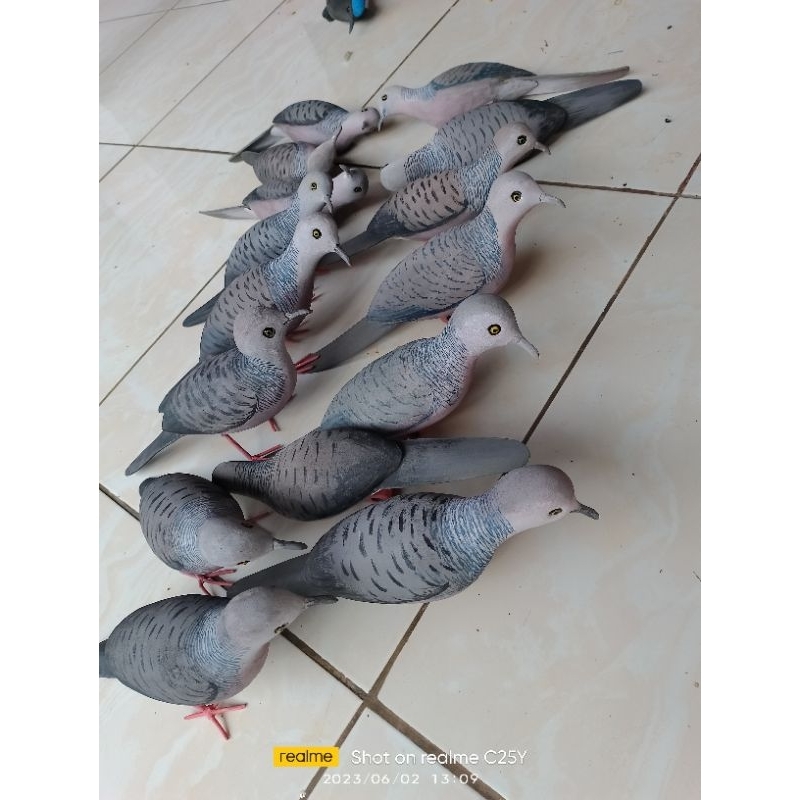 jontrot burung perkutut