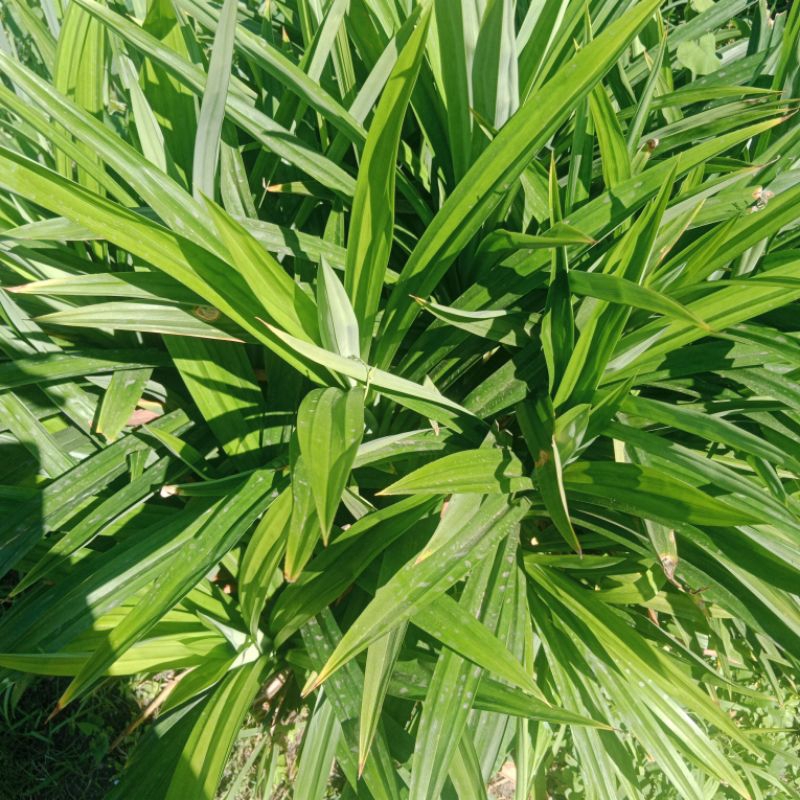 

(1 Ikat)Daun pandan Fress dari kebun