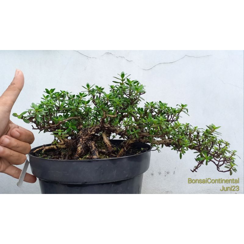 Bonsai Santigi karang prospek
