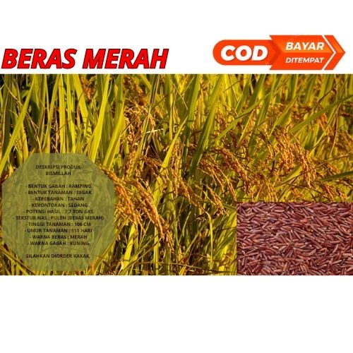 Benih Bibit Padi Unggul Beras Merah 1kg Berkualitas