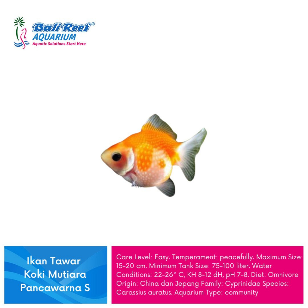 Ikan Hias Koki Mutiara Tikus Panca Warna Size S