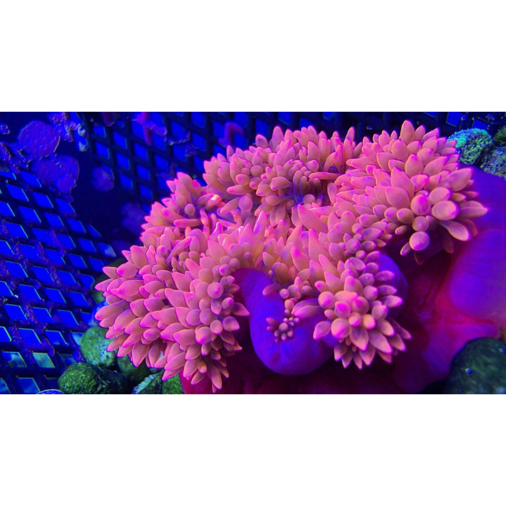 Anemon Bubble Tip Merah / Jagung Merah / Genteng Merah / Rumah Nemo / Air Laut