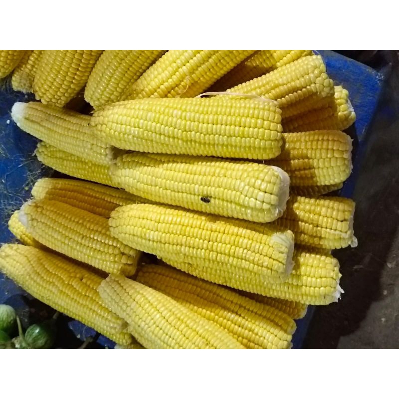 

JAGUNG MANIS 1 PCS