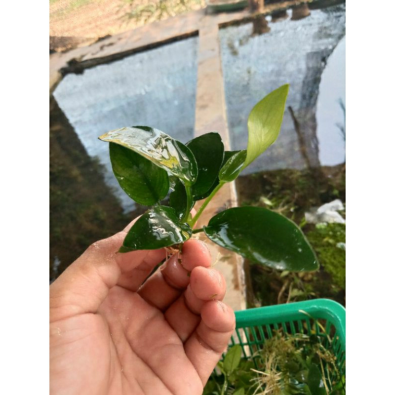 anubias nana( L)