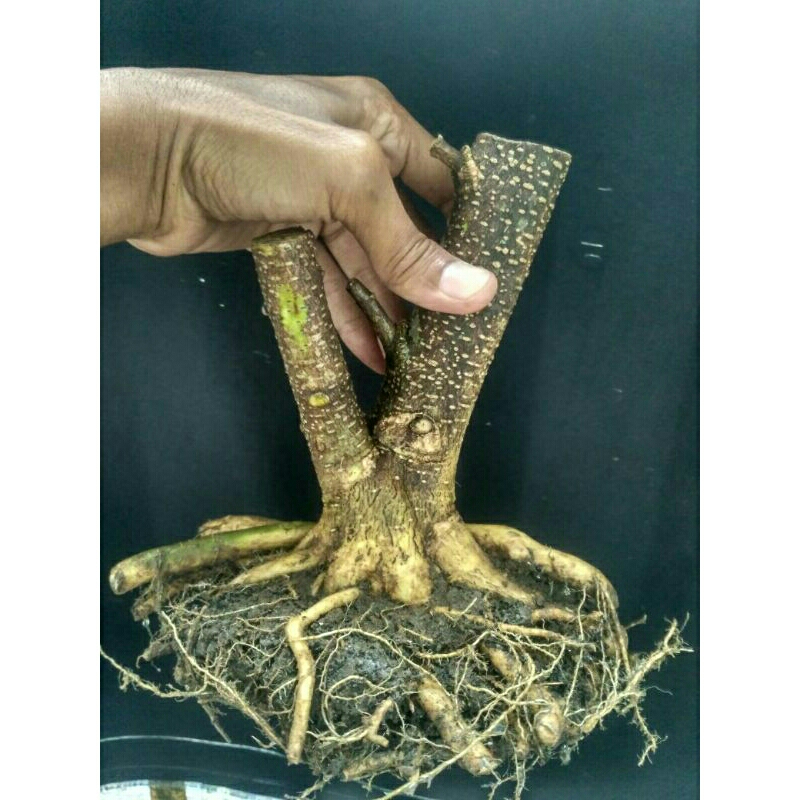 bahan bonsai super prokar anput antingputri