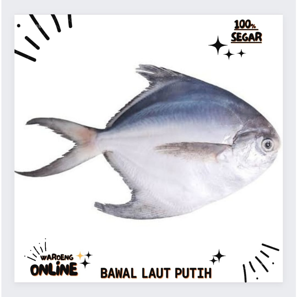 

Ikan Bawal Laut Putih Segar 500gr