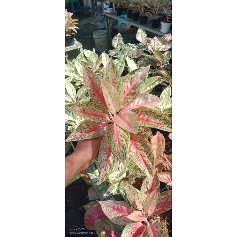 aglaonema red legacy