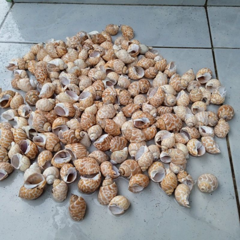 Keong Macan Cangkang Kerang kulit Kerang Aksesoris Kelomang  /500gm