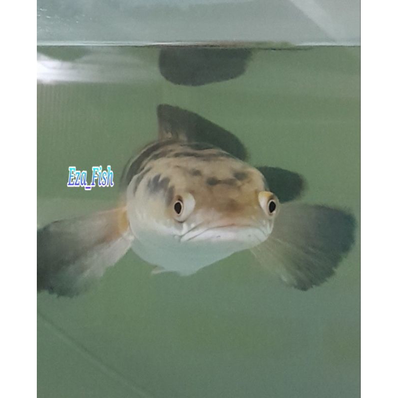 ikan channa maru YS yellow sentarum size jumbo 40cm