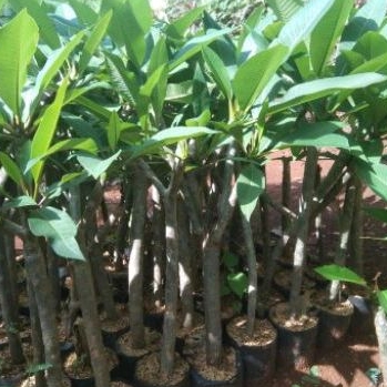 Bibit Kamboja Bali Bunga Pink - Tanaman Kamboja Bali Bunga Pink