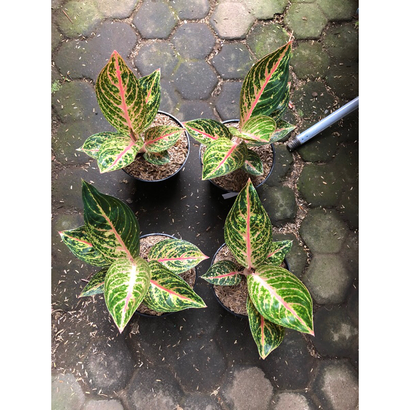 Aglaonema Widuri