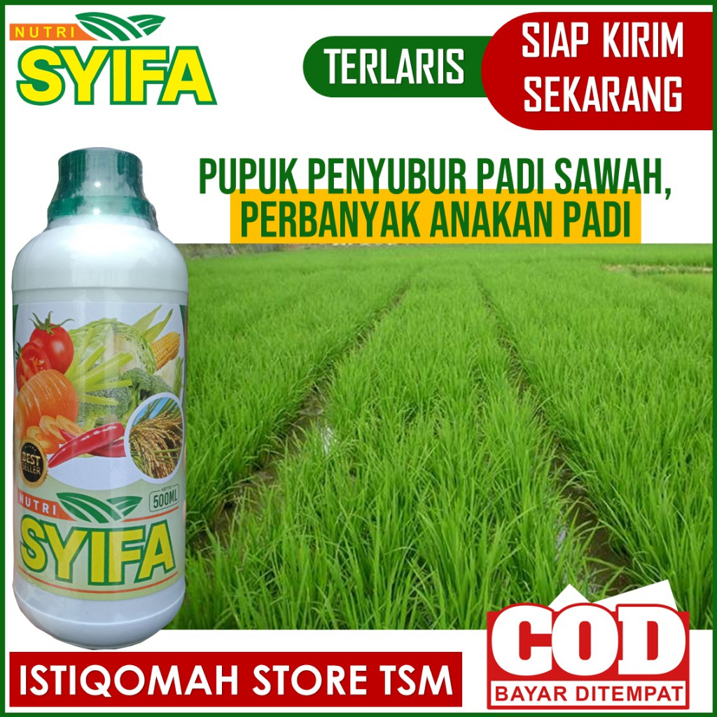 PROMO Pupuk Npk Cair Untuk Padi, Obat Penyubur Padi Sawah, Pupuk Padi Sawah Terbaik, Pupuk Cair Untu