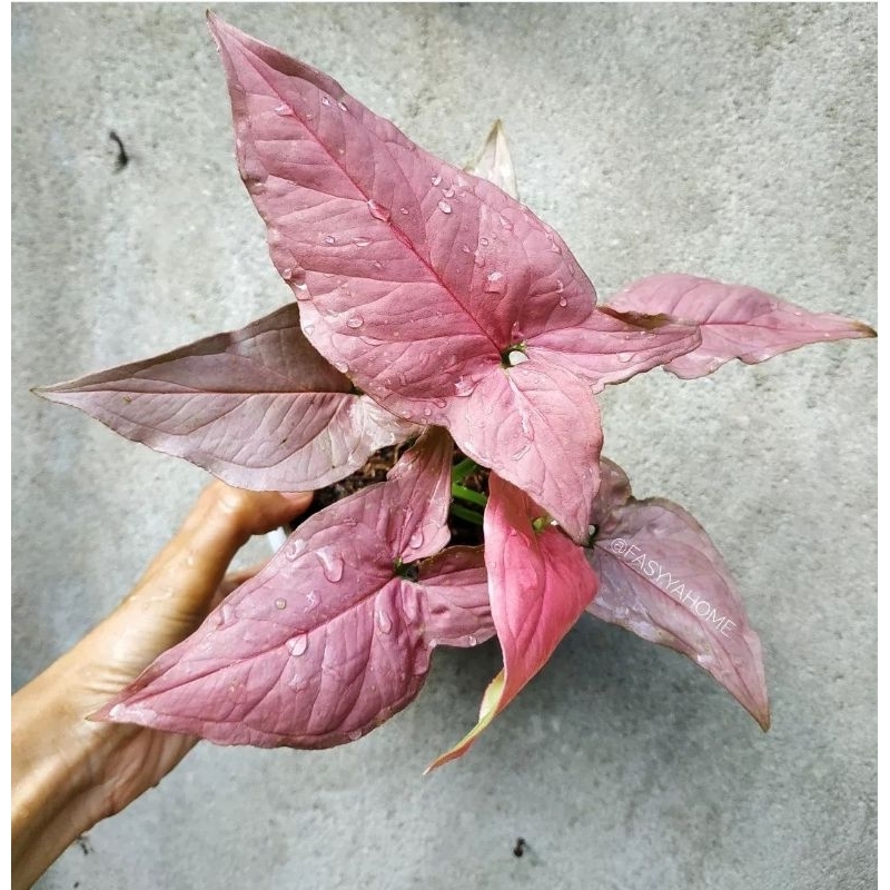 Syngonium Pink Robusta Tanaman Hias Syngonium Singonium Pink Robusta Murah
