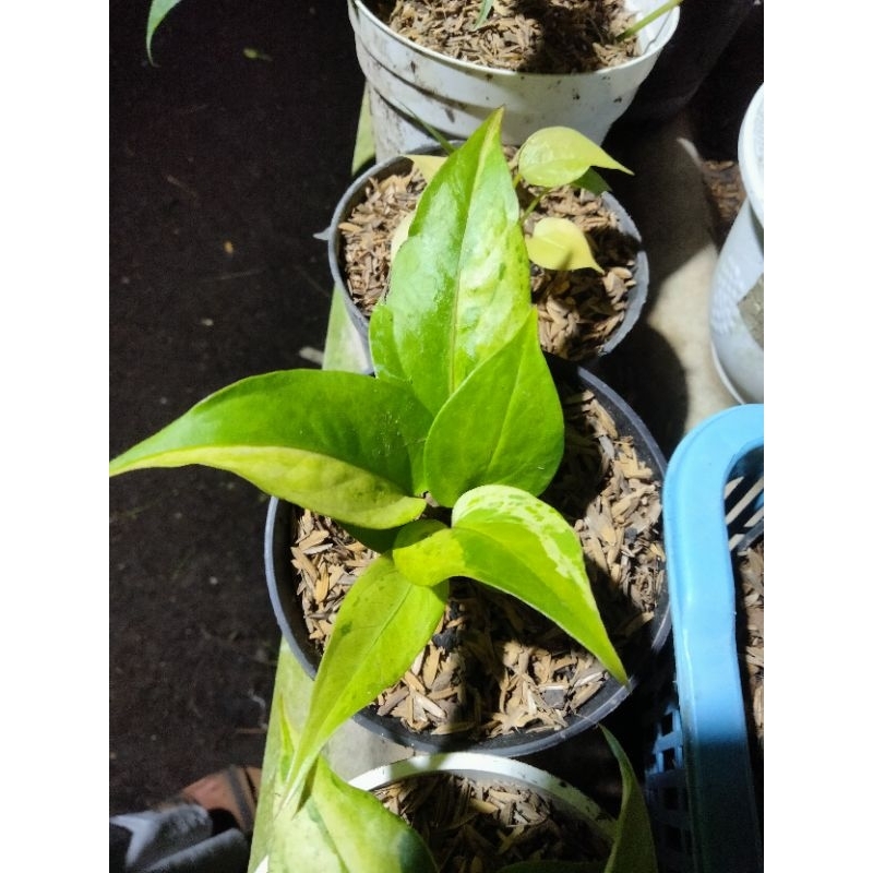 anthurium hokeri varigata