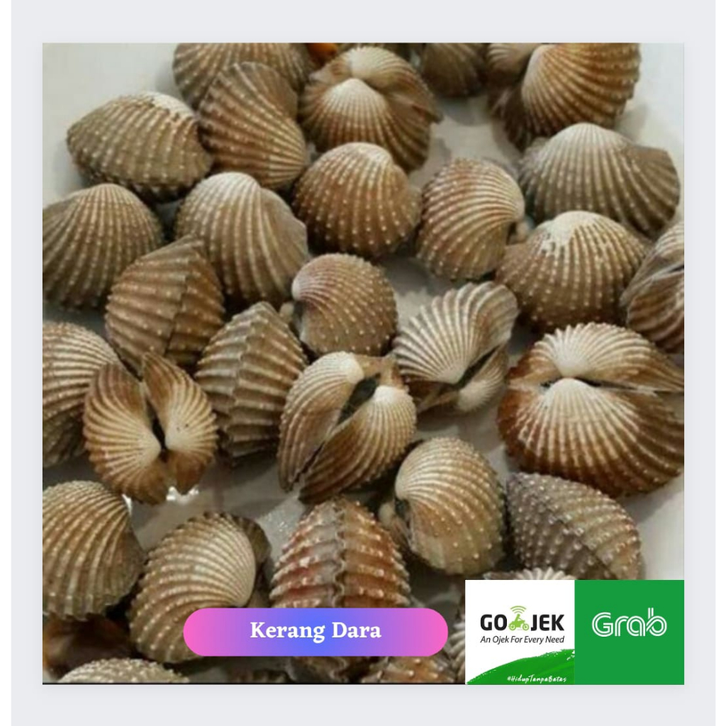 

Kerang Dara Segar 500gr