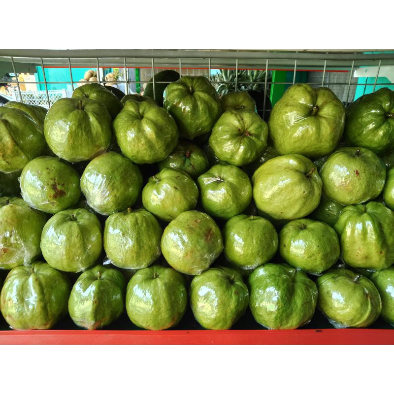 

Jambu Kristal