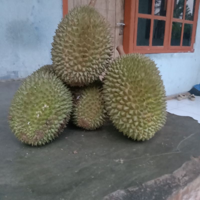 

Durian Runtuh