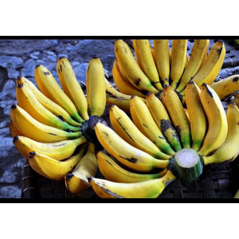 

pisang raja/rojo asli petani Madura, ready percengkeh atau pertundun.