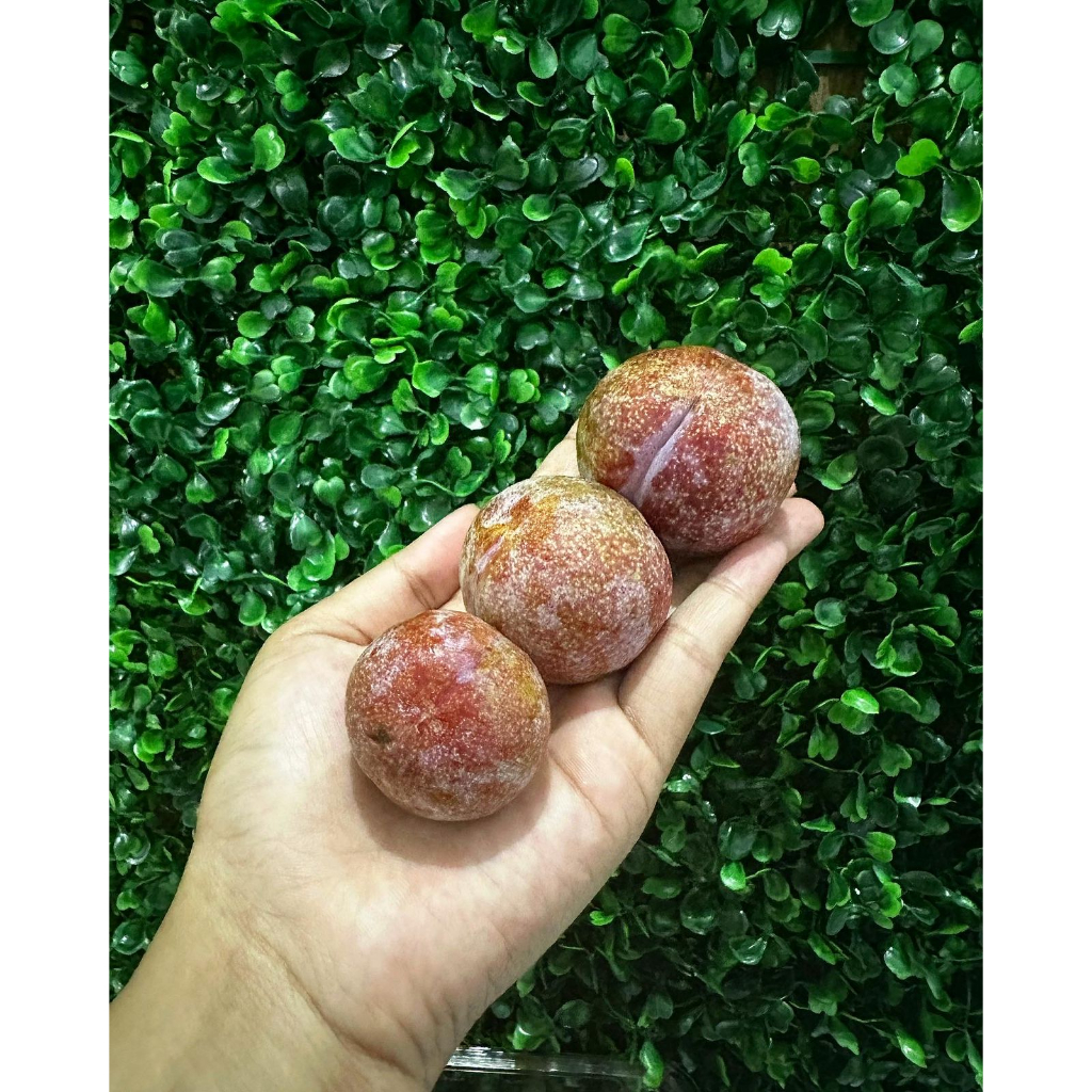 

PLUM RED CHINA 1PACK